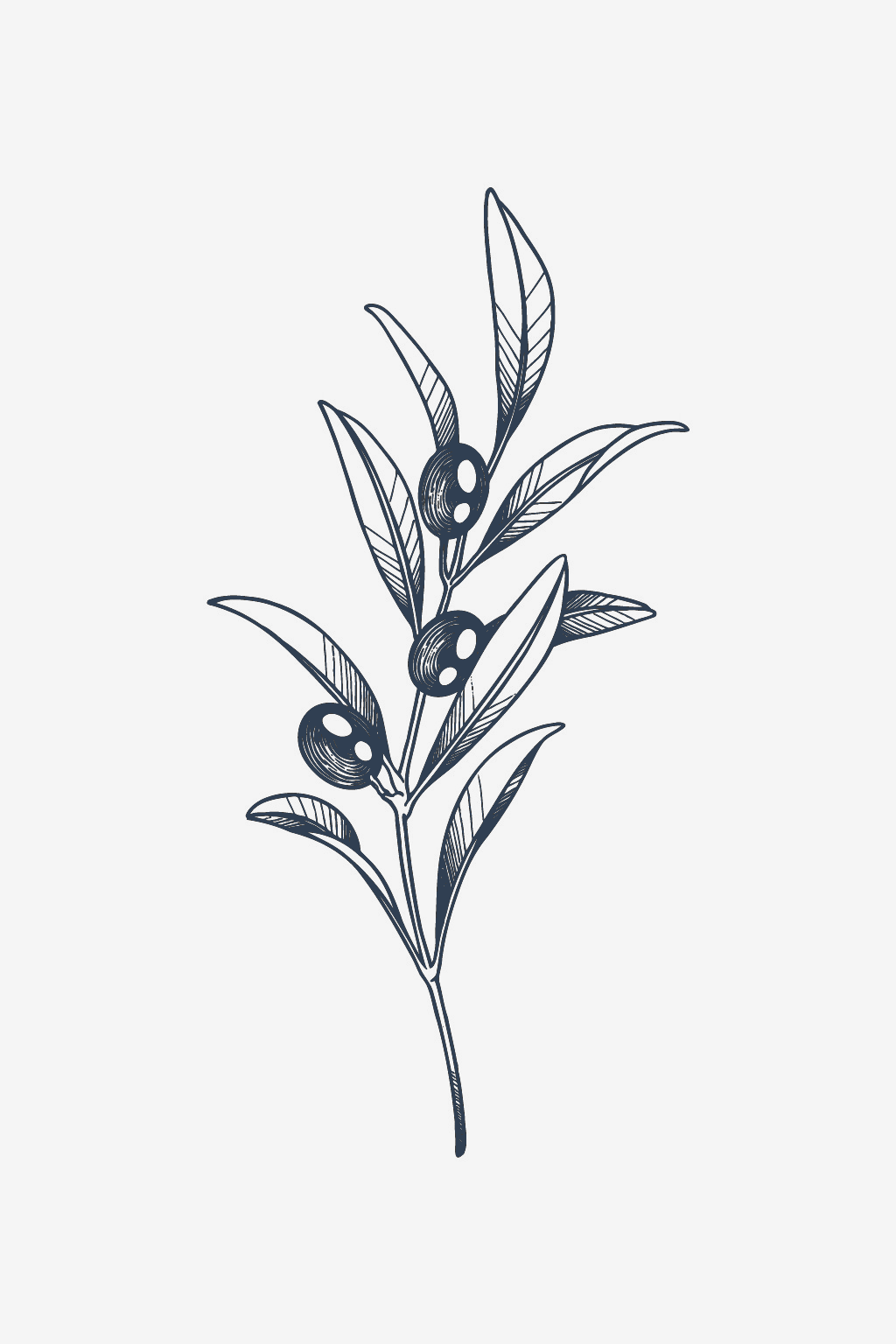 Olive Branch