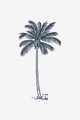 Coconut Palm