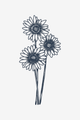 Daisies
