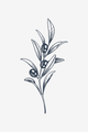 Olive Branch