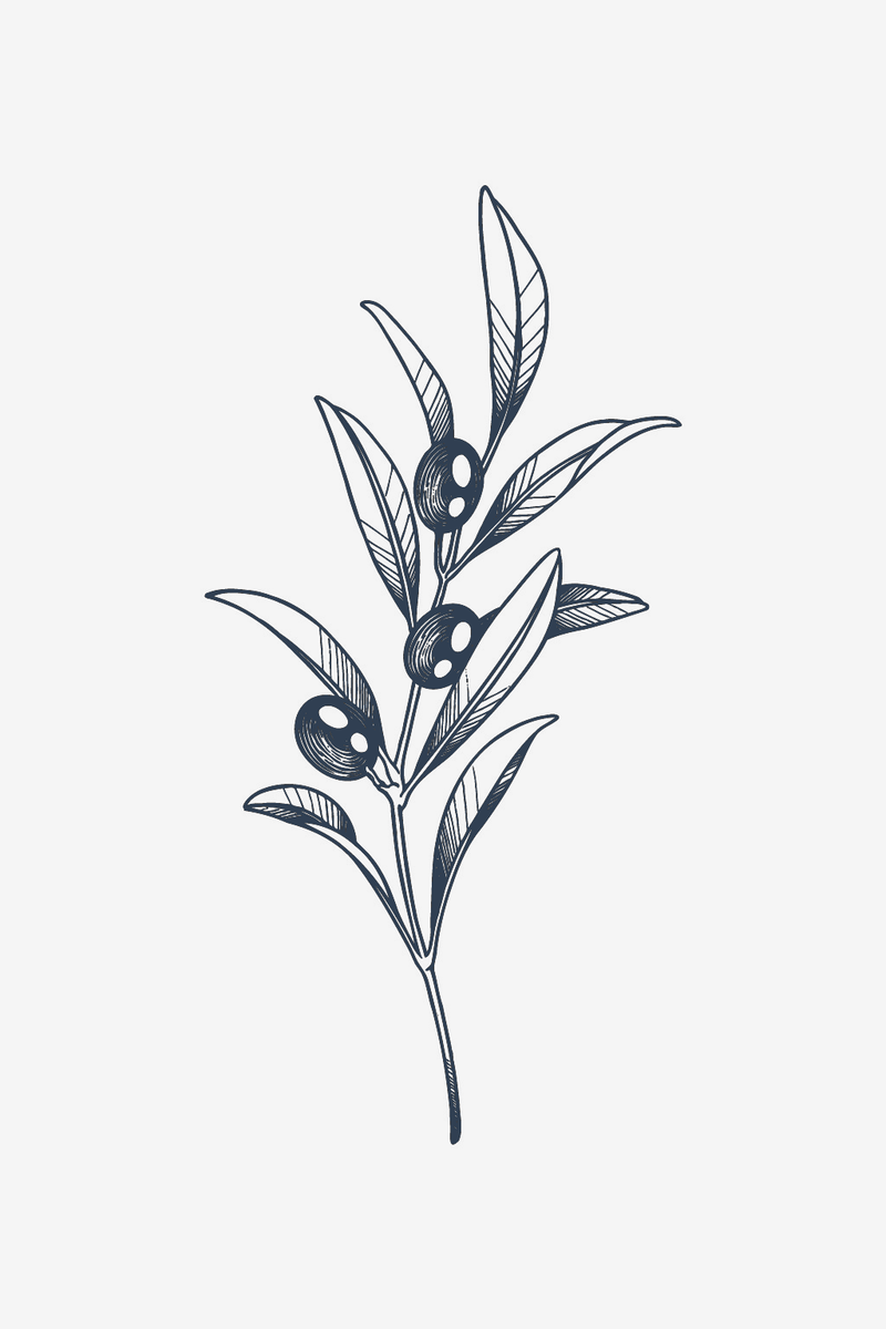 Olive Branch