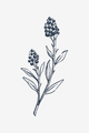 Wildflowers