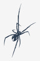 Arachne